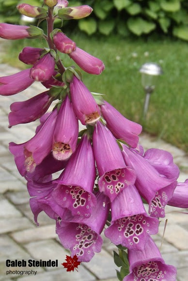 Common Foxglove | Project Noah