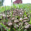 Mushrooms