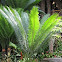 Cycad