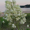 Yucca Plant