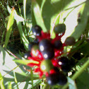 Bird's eye bush