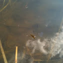 Gerridae