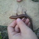 Five lined skink