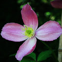 Clematis