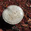 Powder-cap Amanita