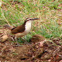 Bicolored Wren