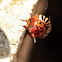 Potato Bug