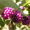Beauty Berry