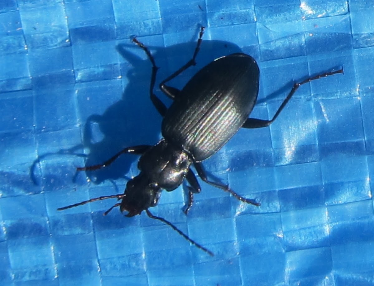 Common Black Ground Beetle