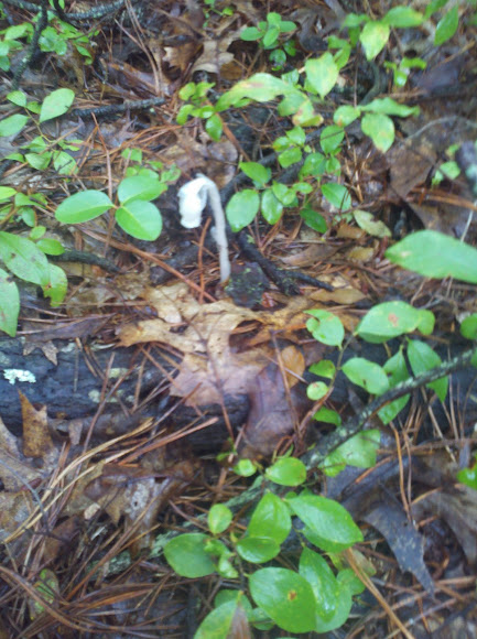 Spotting Image 1