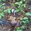 Indian Pipe