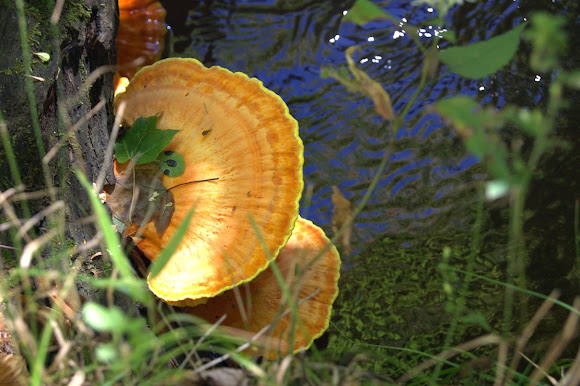 Spotting Image 1
