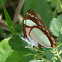 Nymphalid Butterfly