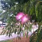 surinam powderpuff tree