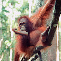 Bornean orangutan