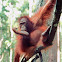 Bornean orangutan