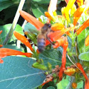 Bee