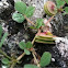 Spiral Leaf Plant (Pseudonym)