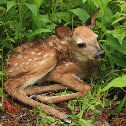 White-tailed Deer (fawn)