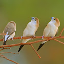 Indian Silverbill