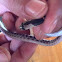 Malayan bridle snake