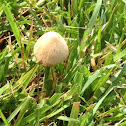 Mushrooms