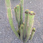 Organ Pipe Cactus