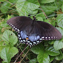 Spicebush Swallowtail