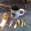 Morel mushrooms