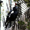 Magpie