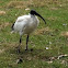 Australian white ibis
