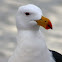Pacific Gull