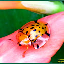Spotted Tortoise Beetle
