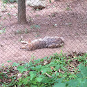 Coyote
