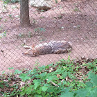 Coyote