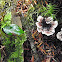 unknown mushroom