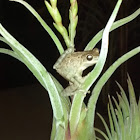 Cuban tree frog