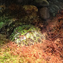 Ornate Horned Frog