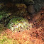 Ornate Horned Frog