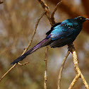 Long-tailed Starling