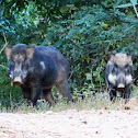 Wild Boar