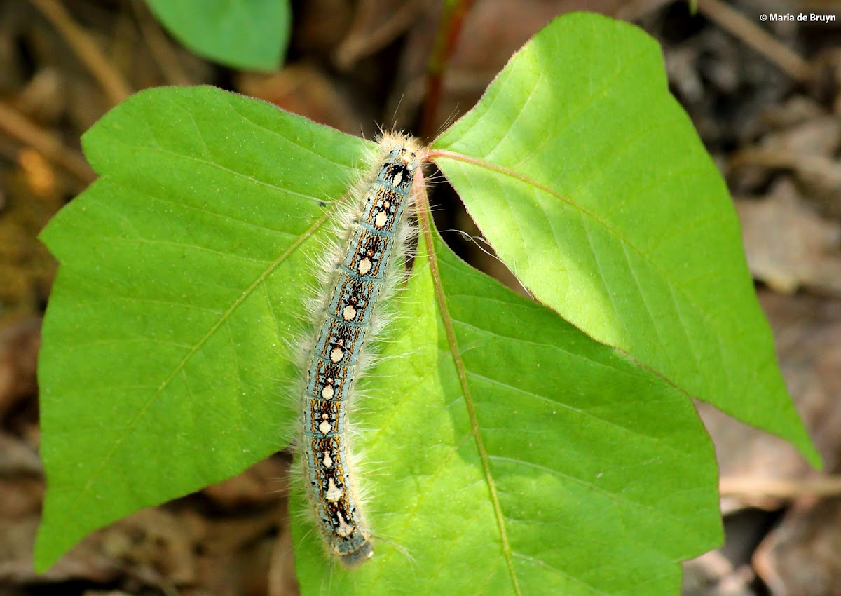 Forest Tent Caterpillar