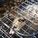 Opossum