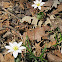 Bloodroot