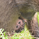 Chacma baboon