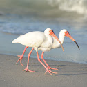 American White Ibis