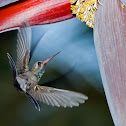 Hummingbird