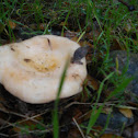Short-stalked white russian