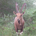 Nubian Ibex