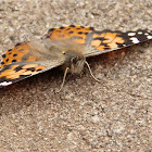 Painted Lady